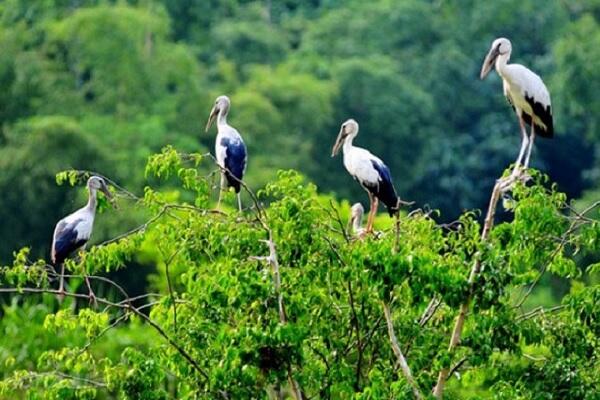 Hệ sinh thái tự nhiên tại Cồn Chim đầm Thị Nại